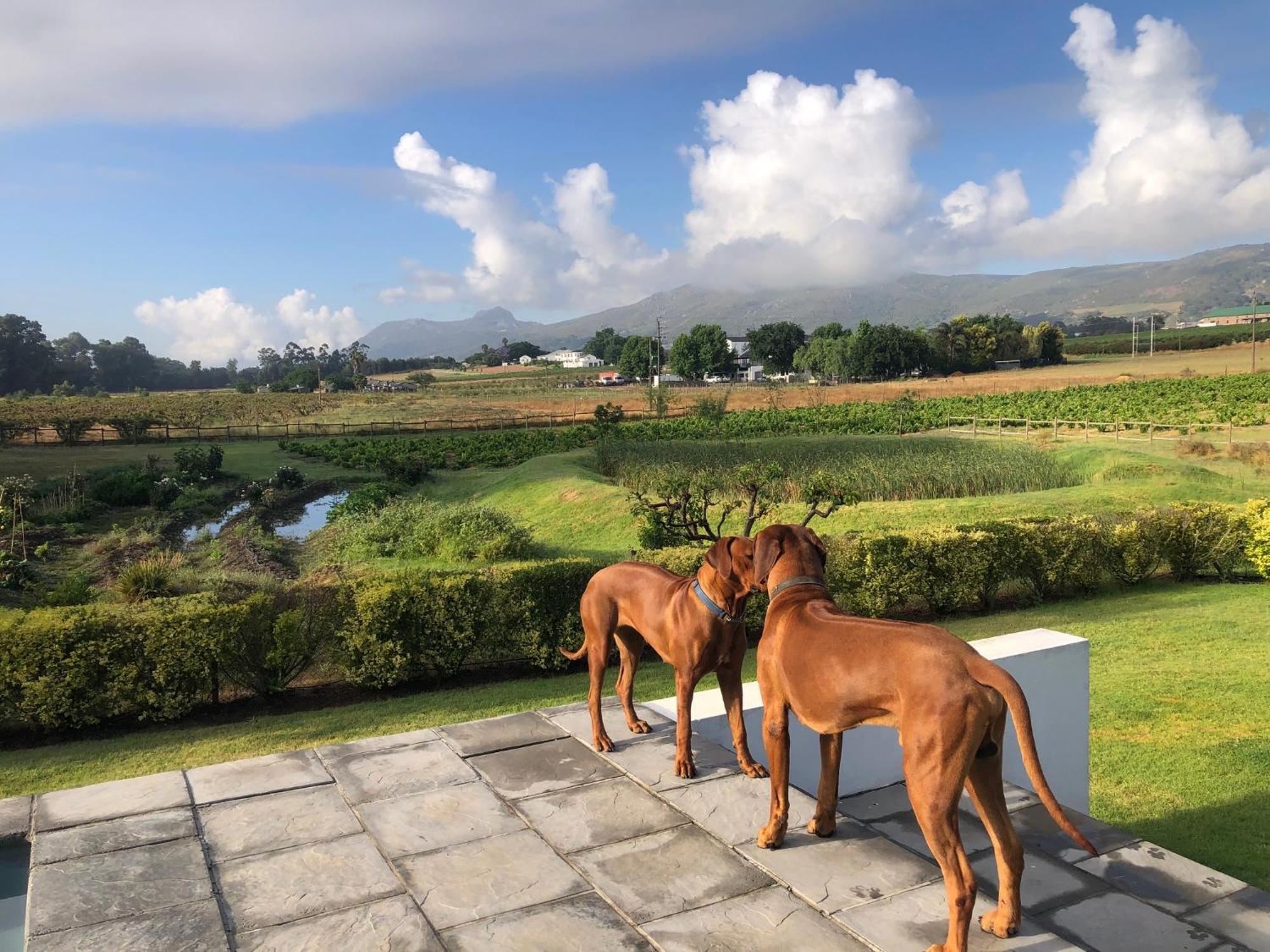 Tempel Wines Hotel Paarl Eksteriør billede