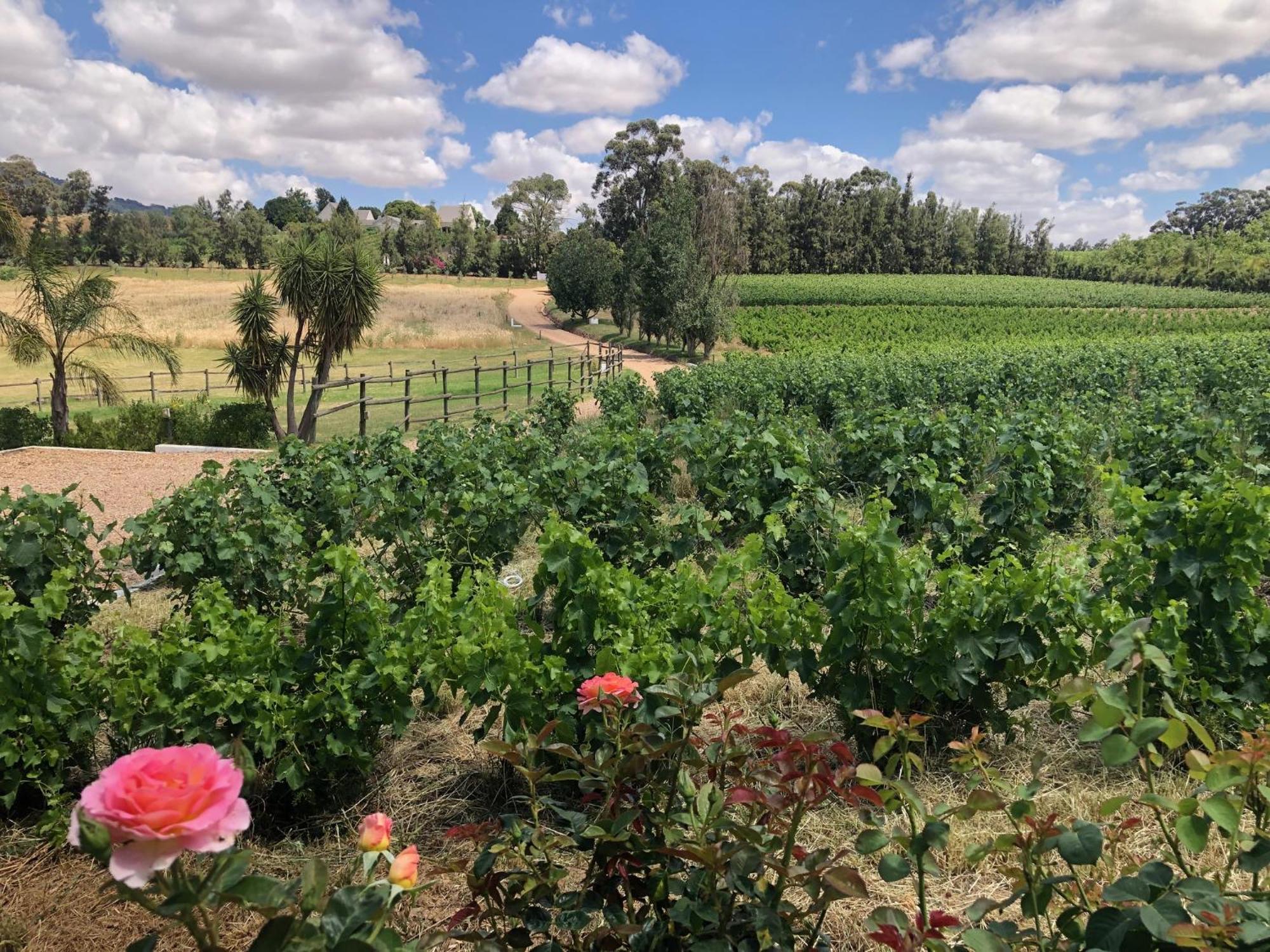 Tempel Wines Hotel Paarl Eksteriør billede